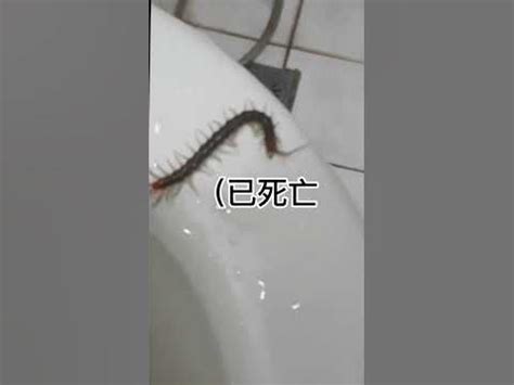 廁所 蜈蚣